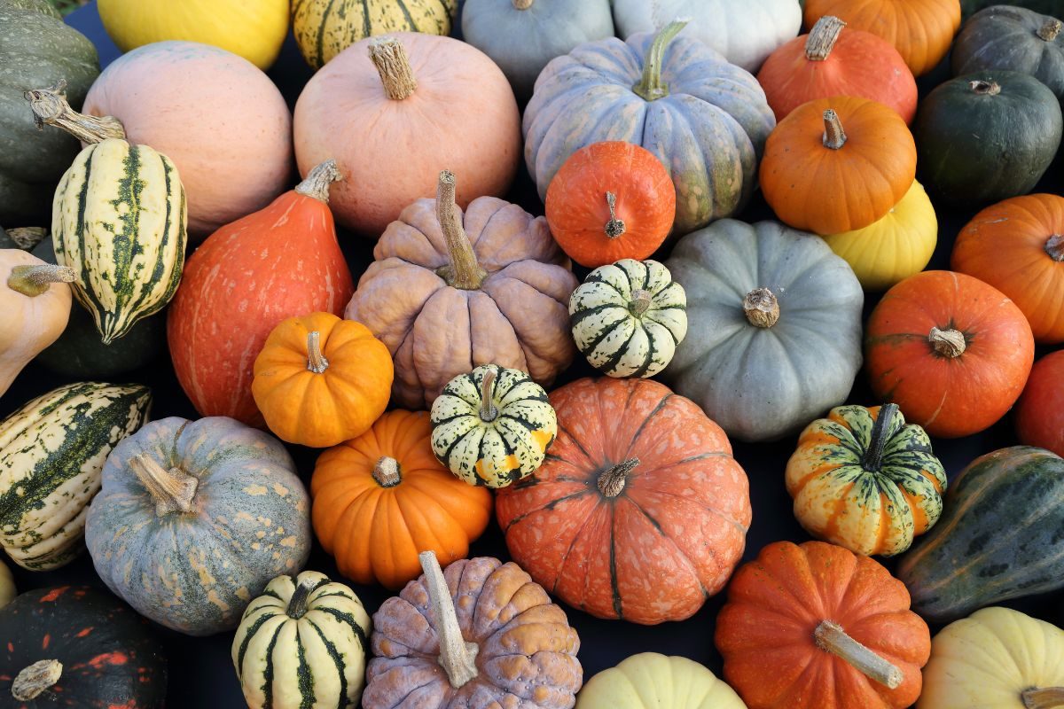 Different sizes and colors of pumpkins